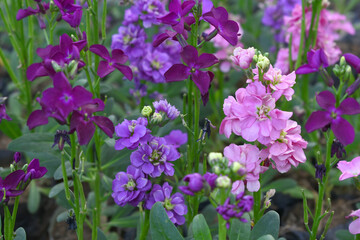 Obraz premium Pink Hoary Stock, Pink Hoary Stock or Matthiola Incana is a member of the Brassicaceae family of flowering plants. It's also commonly known as Brompton Stock, Common Stock, Pink flower in garden