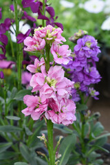 Pink Hoary Stock, Pink Hoary Stock or Matthiola Incana is a member of the Brassicaceae family of flowering plants. It's also commonly known as Brompton Stock, Common Stock, Pink flower in garden