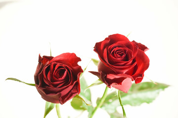 赤い薔薇