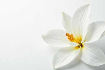 Close-up shot of pristine white petals on a stark white background , bright, still life