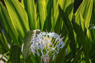 White Lily of the Valley with Backlit Green Leaves.