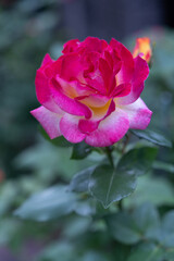 薔薇