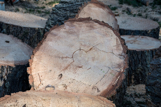 Closeup of Douglass Fir tree log round showing age rings, sawdust of a freshly cut down tree, removal service
