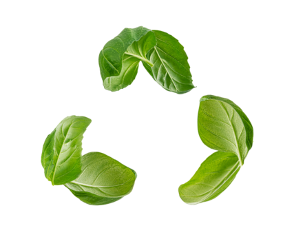 basil leaves recycle symbol on white background