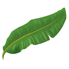 Fototapeta premium A Vibrant Green Banana Leaf in its Natural Form