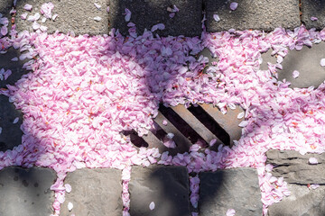 on the street there are colored leaves of the flower of the Japanese cherry tree