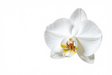 Delicate white orchid blossom, isolated on pure white background, texture, photography, image