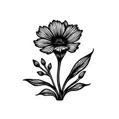 Detailed monochromatic floral illustration with fine lines and delicate aesthetic