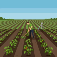 Fototapeten Farmer Weeding Vegetable Field with Hoe Under Blue Sky Illustration © dewa