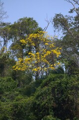 Venezuela is a country full of mountains, our geography shows us mountains of various colors full of vegetation.