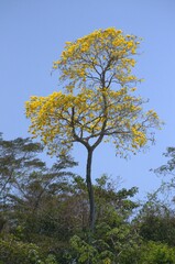 Venezuela is a country full of mountains, our geography shows us mountains of various colors full of vegetation.