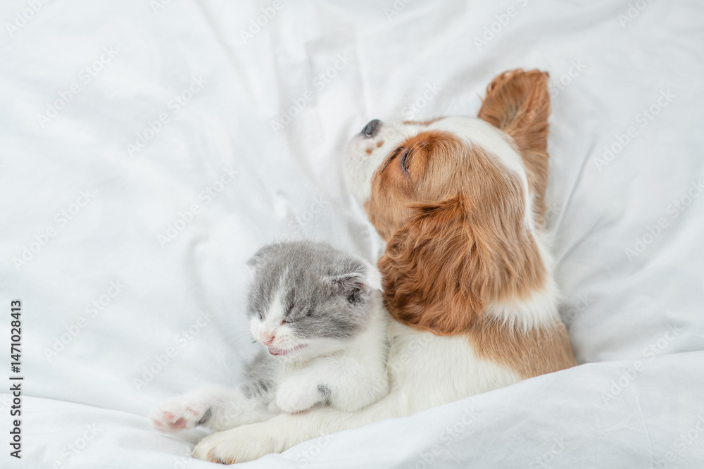 Poster friendly cavalier king charles spaniel sleeps and hugs tiny kitten on the bed at home. top down view
