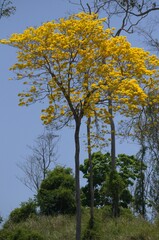 Venezuela is a country full of mountains, our geography shows us mountains of various colors full of vegetation.