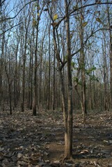 Venezuela is a country full of mountains, our geography shows us mountains of various colors full of vegetation.