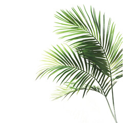 Palm leaves tropical plant on white background