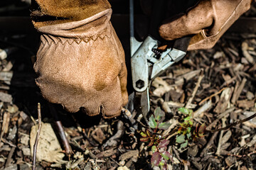 a gardener wearing brown leather gloves pruning around the base of a rose plant in Spring. 