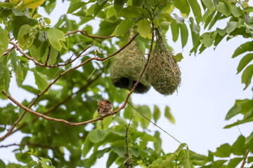 The yellow bird on Build nest from dry stick hay in nature