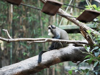 brazza's monkey in SD Zoo