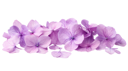Cluster of vibrant lilac flowers with individual petals on transparent background

