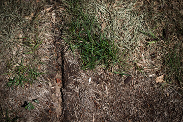 sod that appears to be in poor condition, with a mix of brown, dry grass and patches of green.