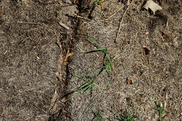 close-up of sod that appears to be in poor condition, with a mix of brown, dry grass and patches of green. yard design element.