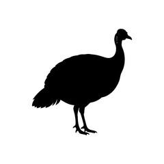 wild turkey silhouette on white background  .svg