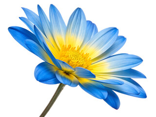 Fototapeta premium Close up shot of a stunning blue and yellow flower bloom isolated on white background.