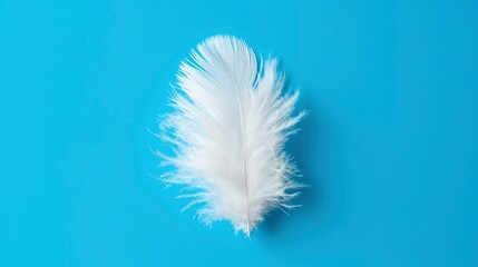 Single white feather on blue background