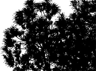 Vector illustration of a young ash tree on a white background