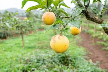Yellow citrus fruits on tree in orchard
