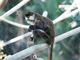 Mantled guereza Monkey in SD Zoo
