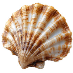 Fototapeta premium Detailed macro image of a seashell showcasing intricate patterns and textures