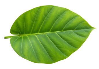Obraz premium Green leaf on white background