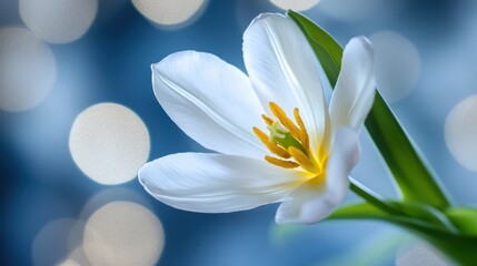 Fototapeta premium Gentle light surrounds blooming tulip in a serene spring bokeh scene