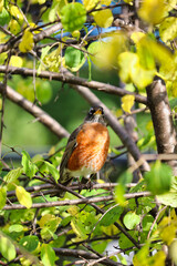 A vivid and detailed photograph of an American Robin (Turdus migratorius) resting on a tree branch amidst bright green and yellow leaves.