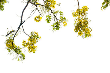 branch with yellow scorpion leaves solated on white background