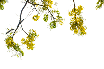 branch with yellow scorpion leaves solated on white background
