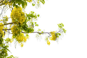 yellow scorpion flower tree leaves isolated on white background
