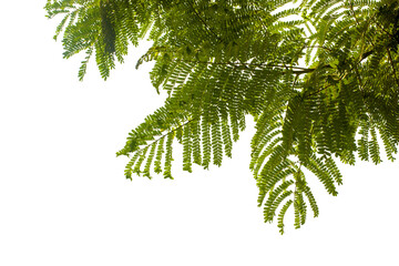 green phoenix tree leaves isolated on white background