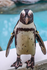 Portrait of penguin in the zoo