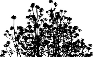 Vector illustration of a branch of Ailanthus Chinese Ash tree on a white background