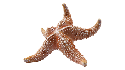 A starfish with a transparent background.