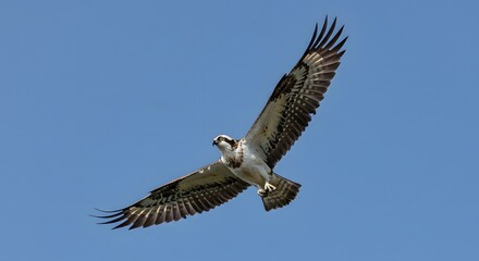 Obraz premium Bird Flying Against a Blue Sky with Spread Wings