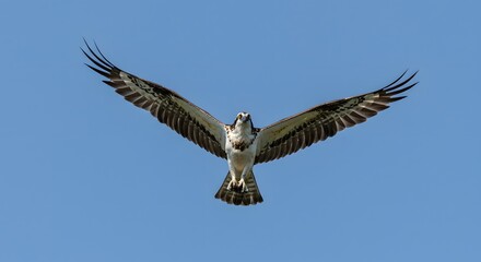 Obraz premium Bird Flying in Blue Sky with Open Wings Close Up