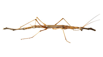 A stick insect with a transparent background.