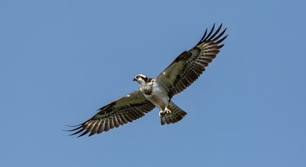 Obraz premium Bird of Prey in Flight Against Blue Sky, Wings Extended