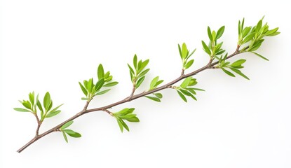 Obraz premium Fresh spring branch with vibrant new leaves