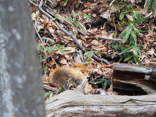 キタキツネのいる風景