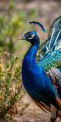 Obraz premium Majestic Peacock Displaying Vibrant Plumage Amidst Lush Greenery
