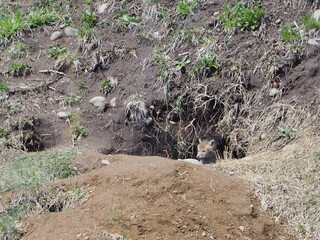 巣穴かな顔を出す子狐